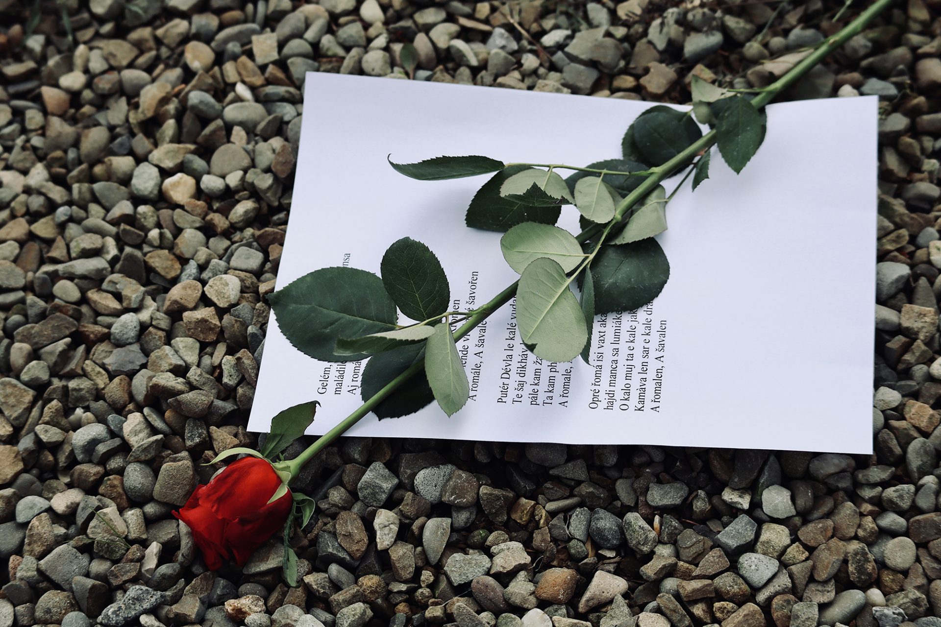 En röd ros liggande på en text från den romska nationalhymnen Gelem gelem. Foto: Forum för levande historia
