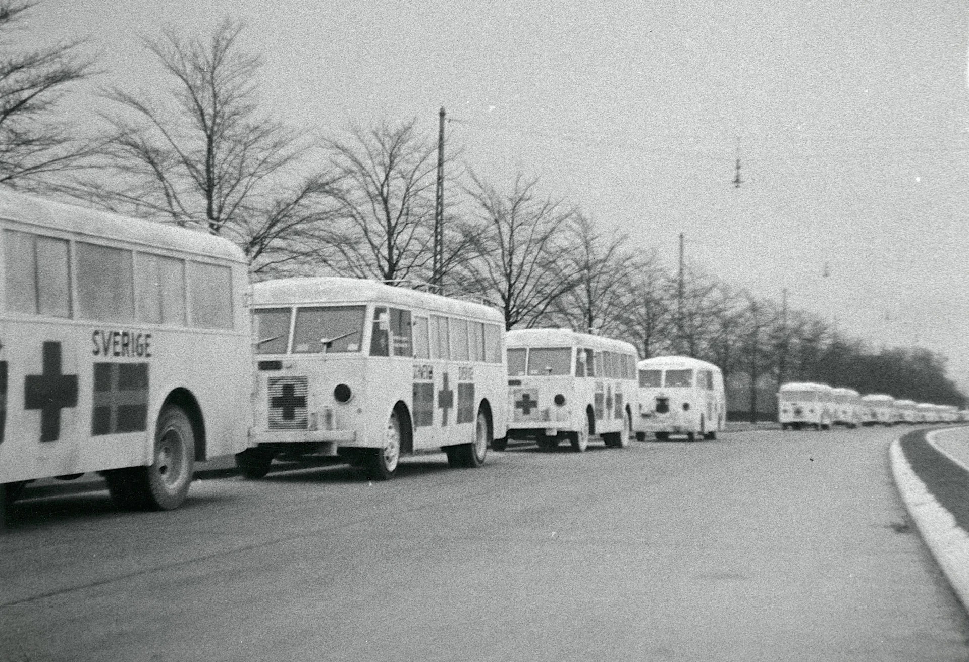 White Buses.